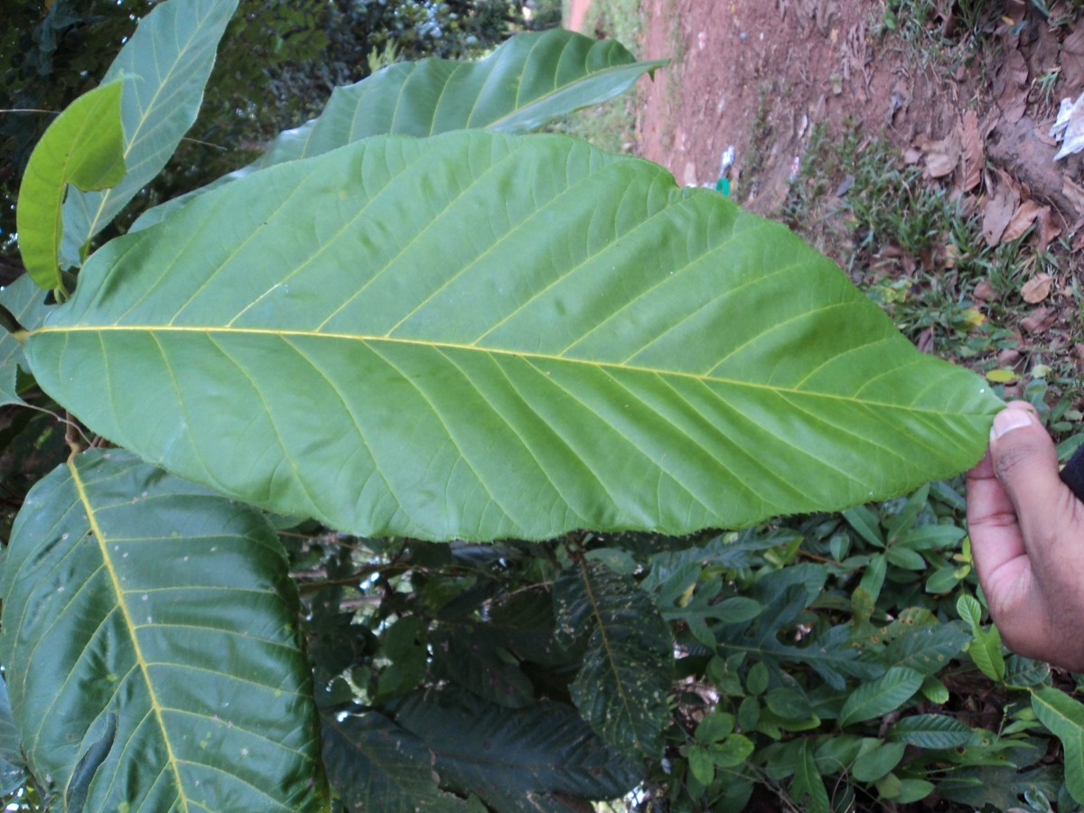 Artocarpus hirsutus Lam.